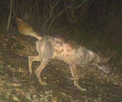 El lobo, infectado de sarna en Asturias